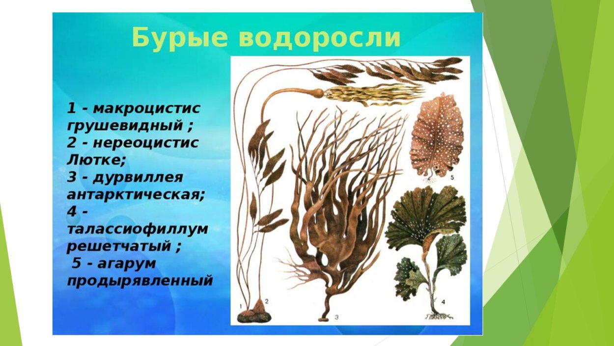 Бурые водоросли агарум