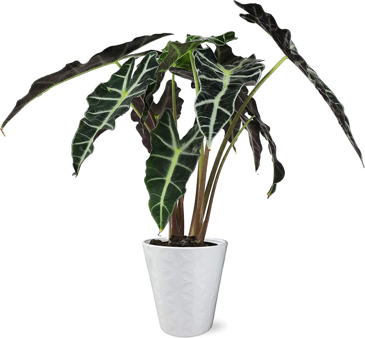 Алоказия Регина