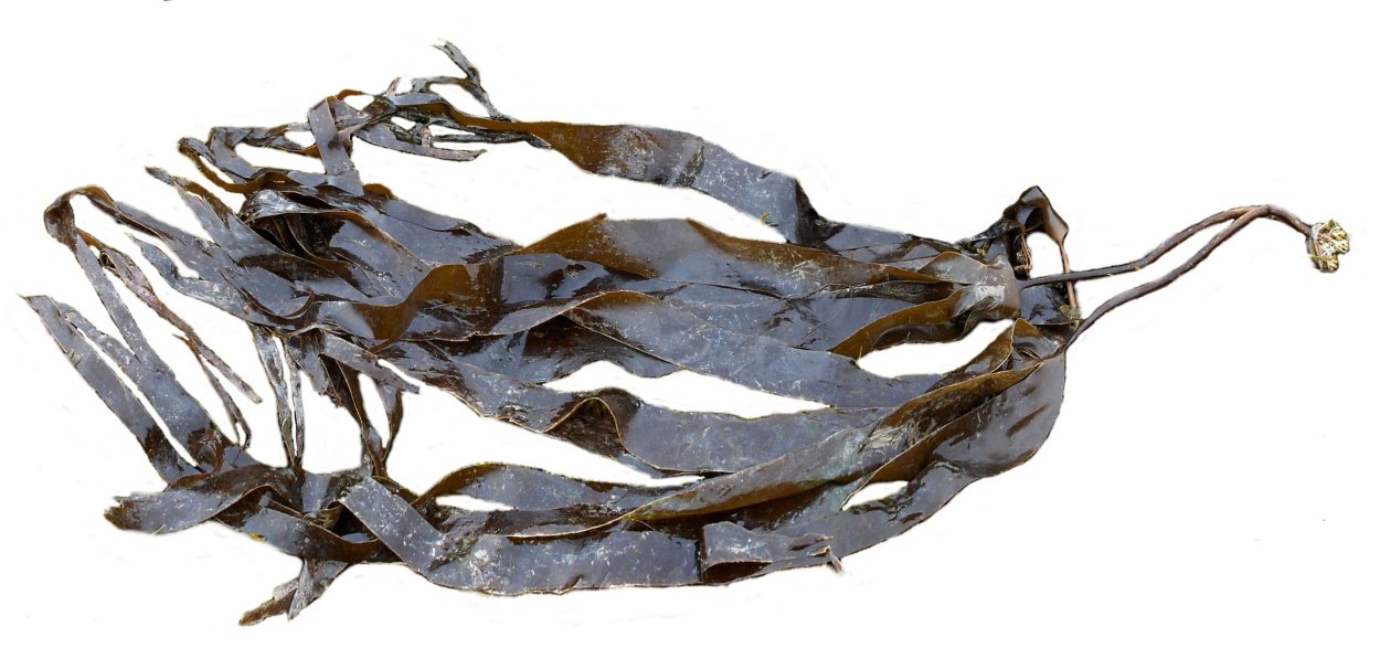 Ламинария пальчатая