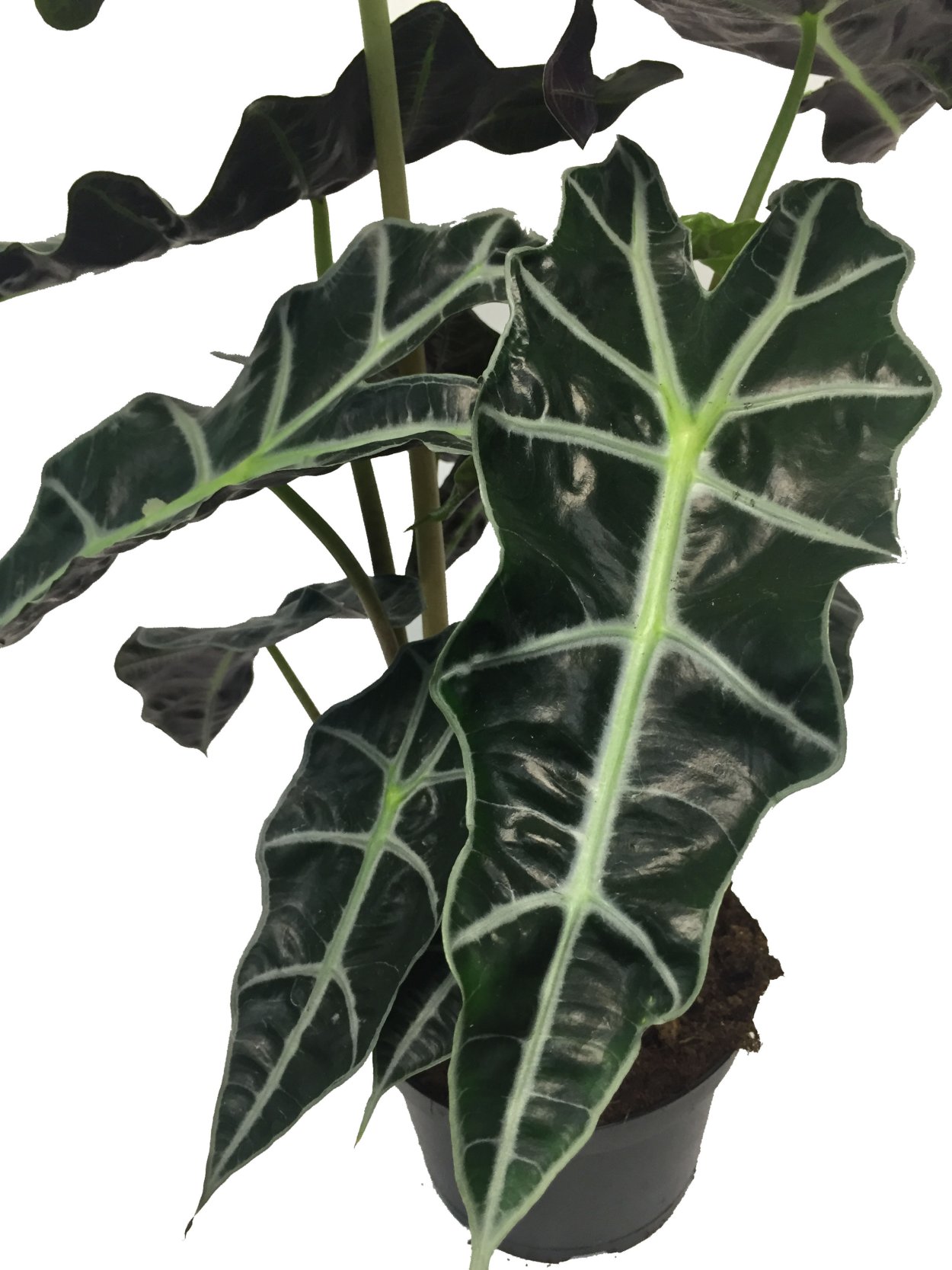 Алоказия Лютер бочиана