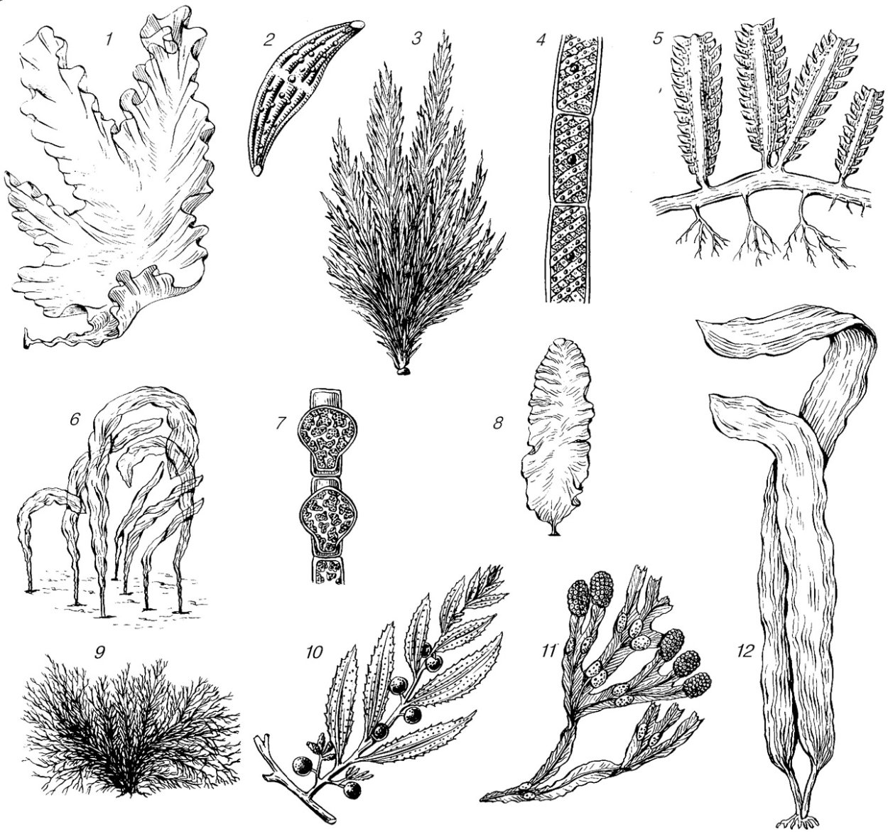 Ламинария Тип таллома