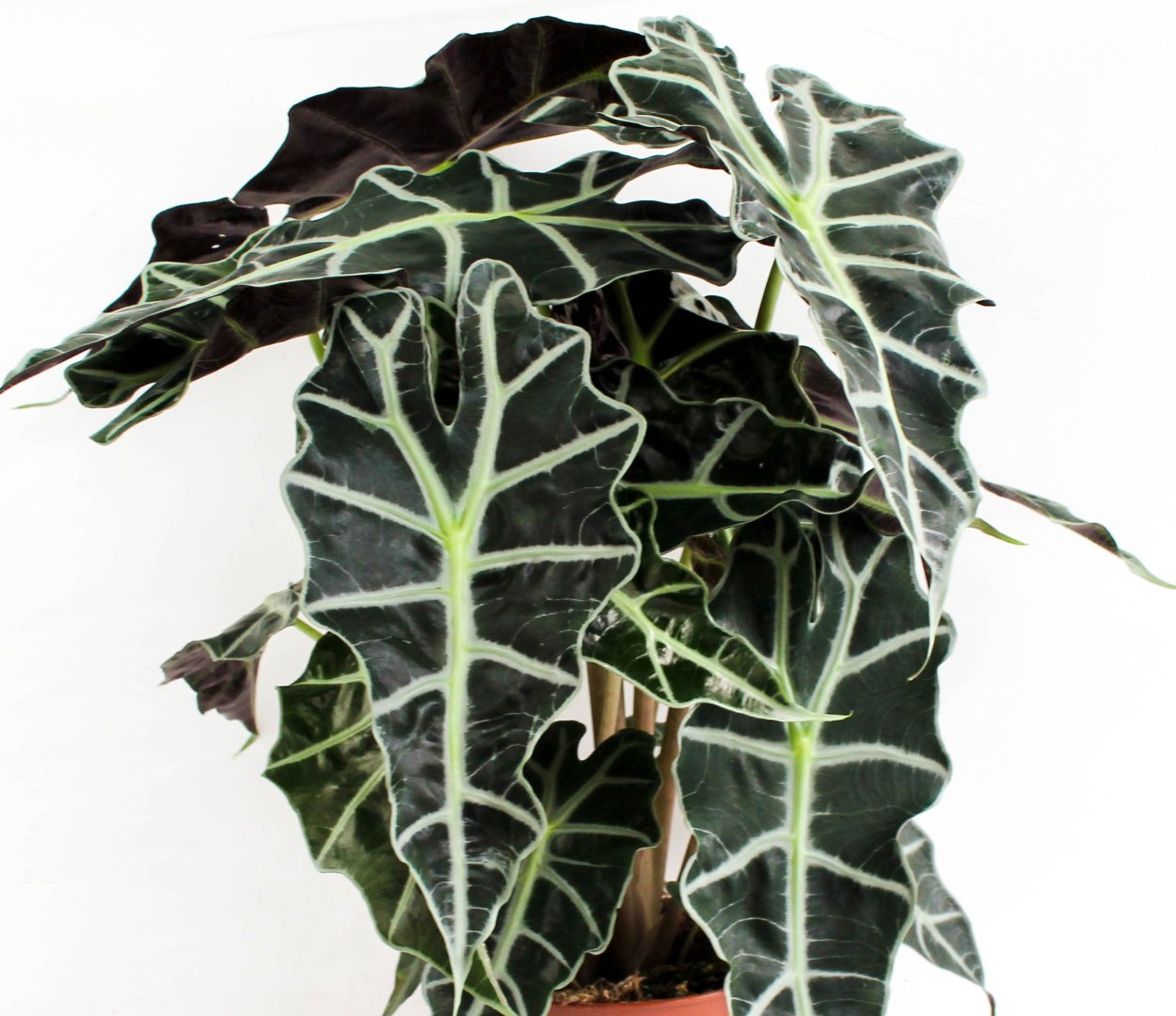 Алоказия Бисма платинум фото