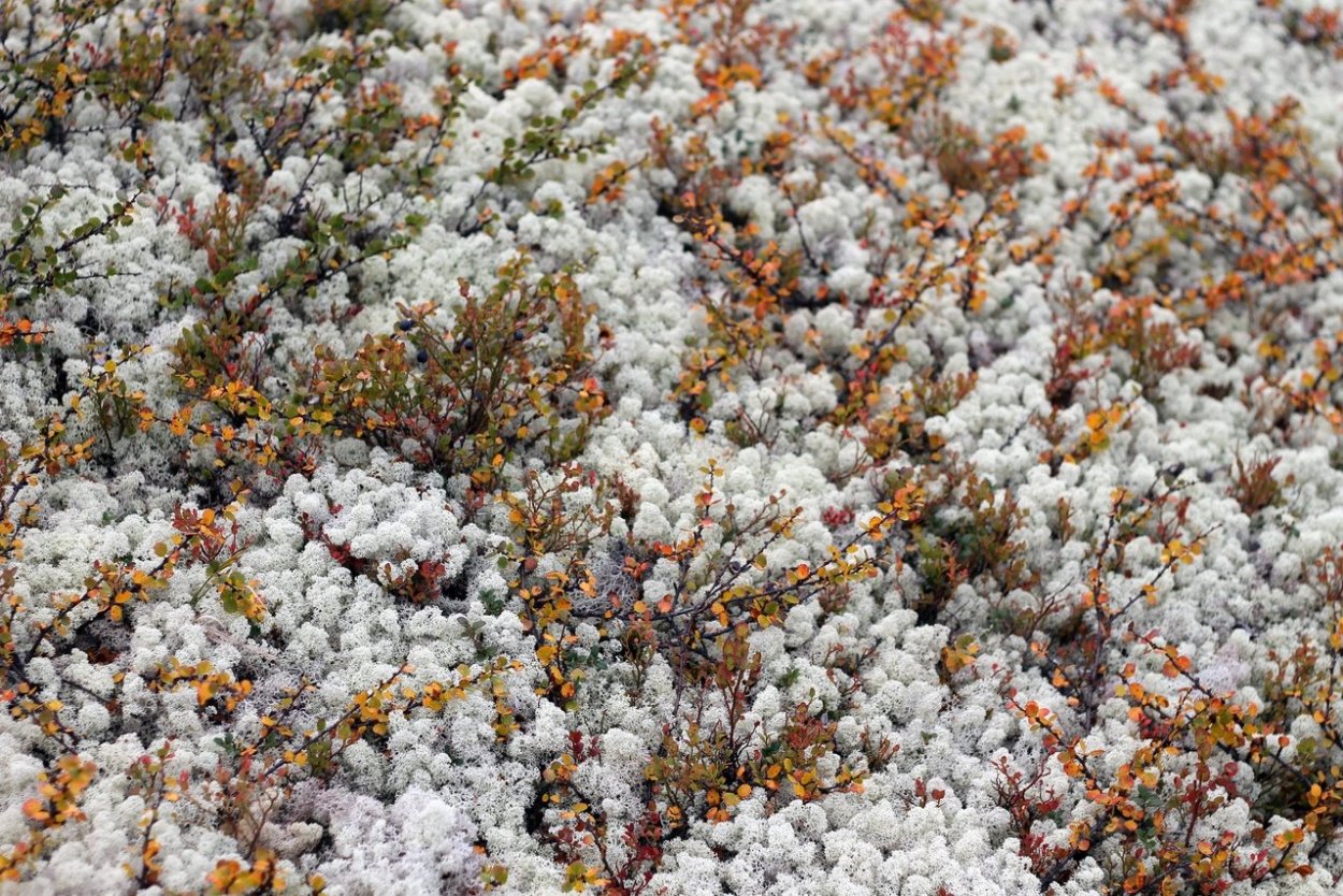 Ягель и ягоды в тундре