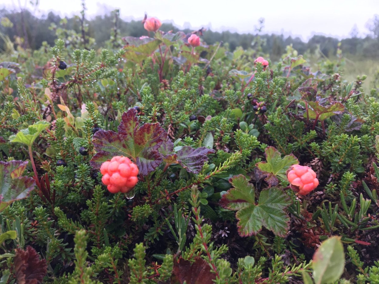 Морошка ягода в тундре