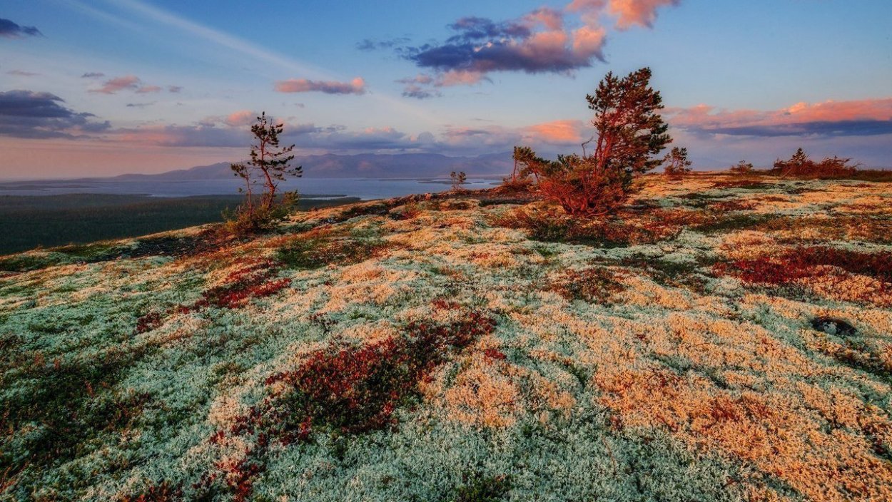 Растительный мир тундры в России