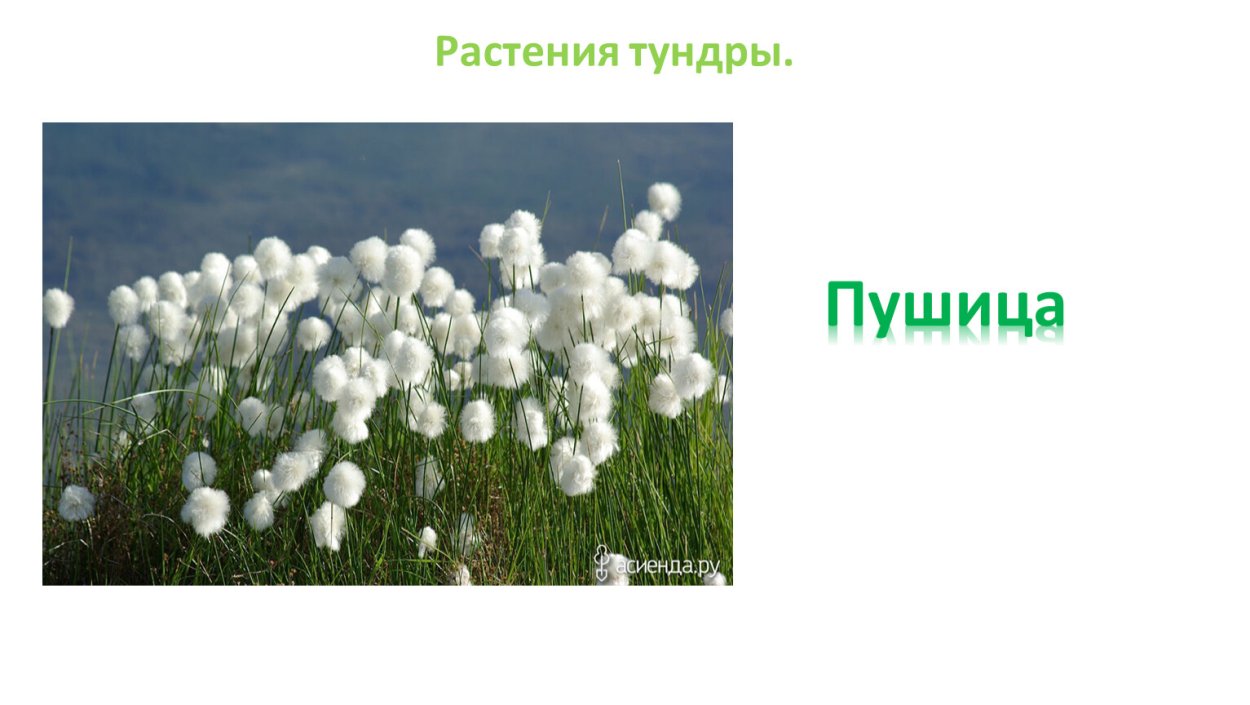 Мох ягель в тундре