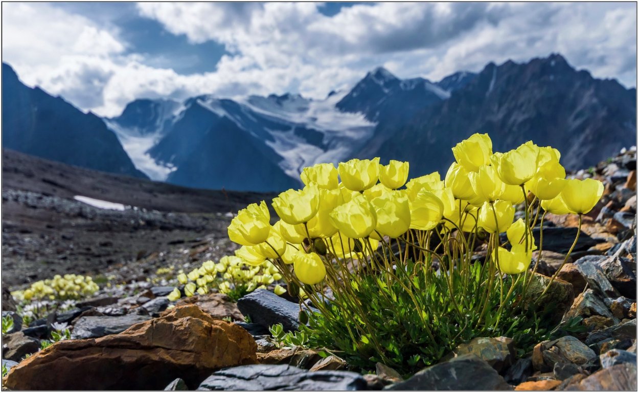 Полярная Незабудка тундра