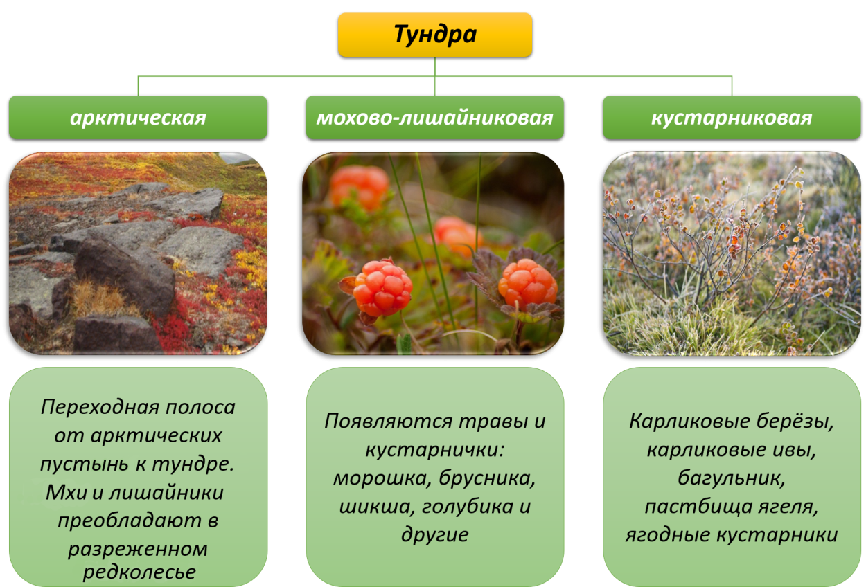 Животные тундры и лесотундры. Лесотундра растительный и животный мир таблица. Природные зоны климат почвы растительность животные. Субарктический лес. Лесотундра природная зона таблица.