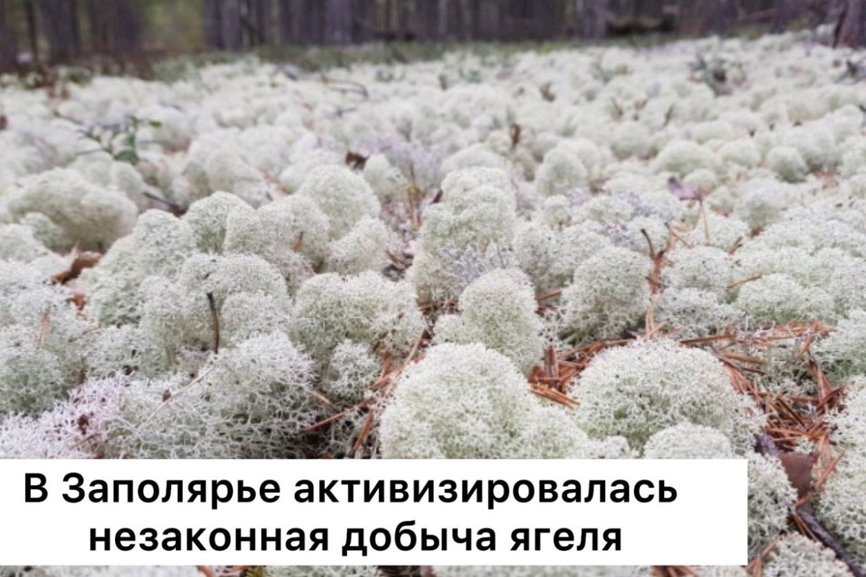 Ягель Олений мох