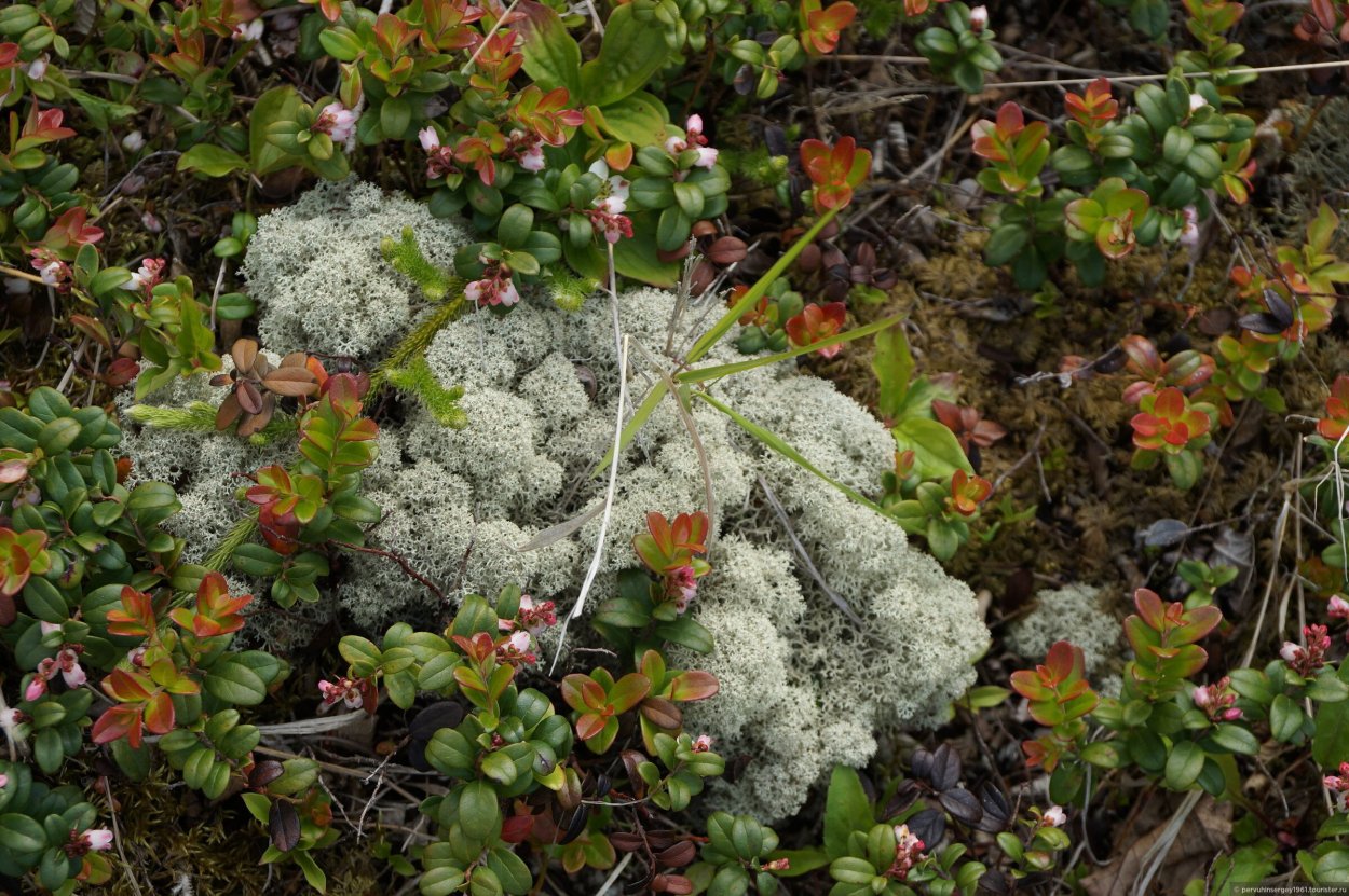 Тундра Кольского полуострова