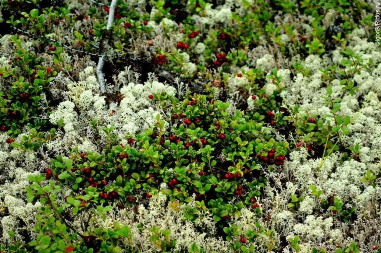 Лютик Арктический