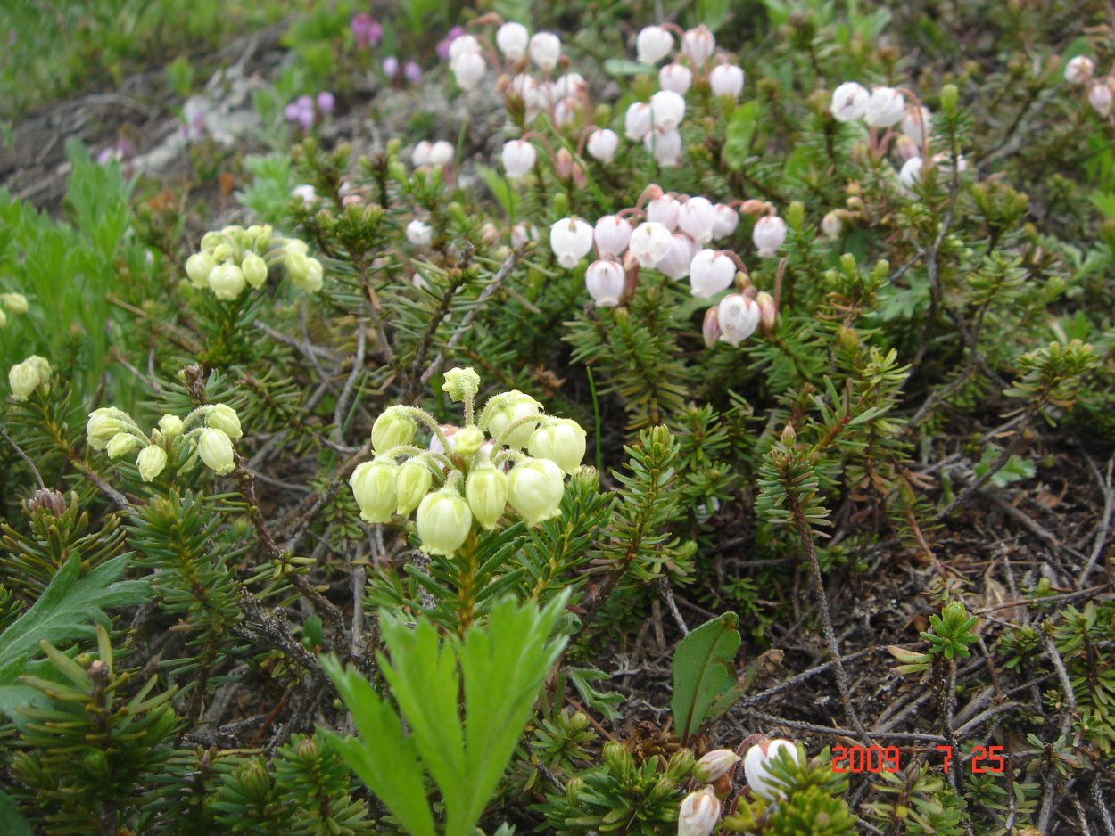 Мхи Кольского полуострова