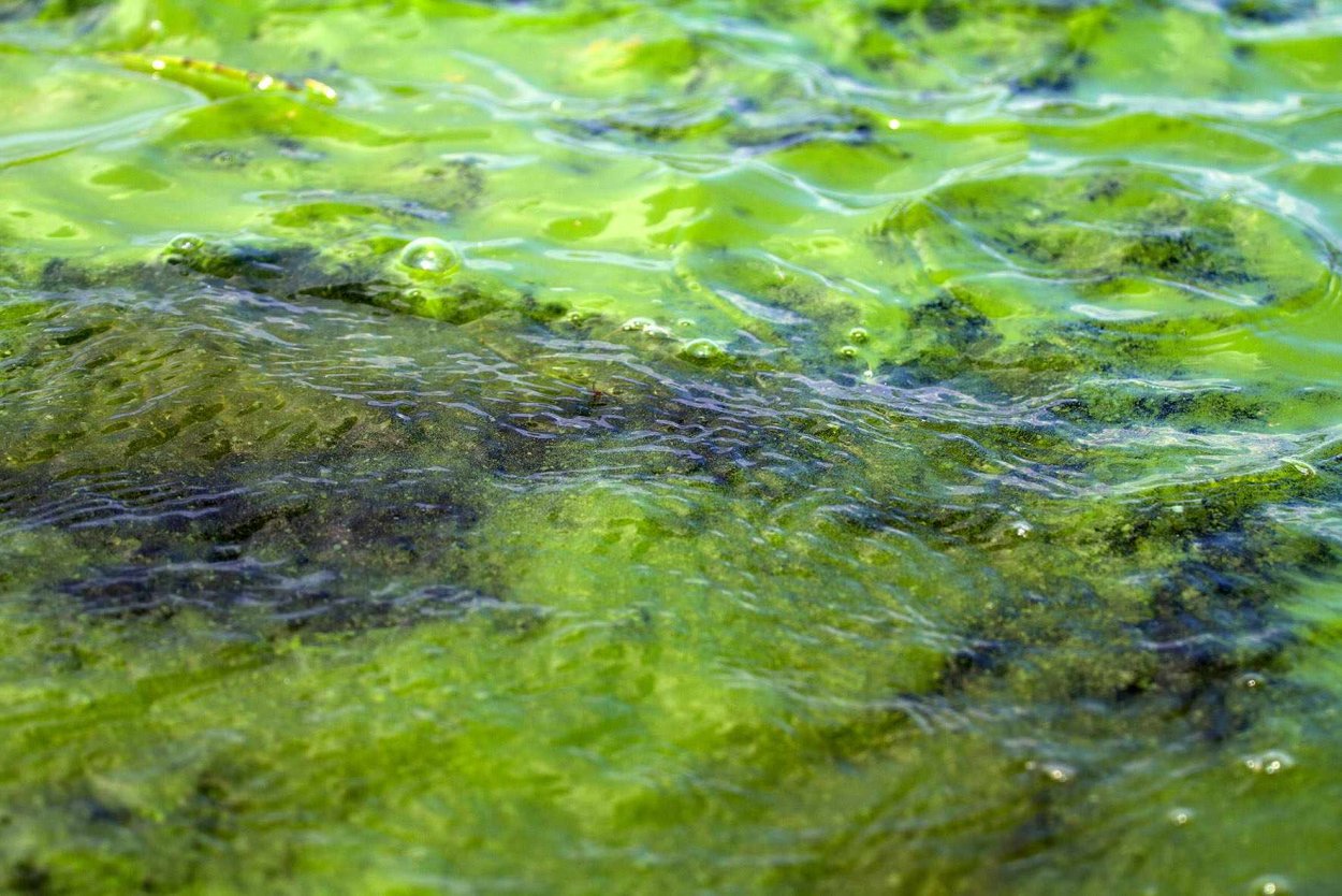 Виды водорослей в байкале