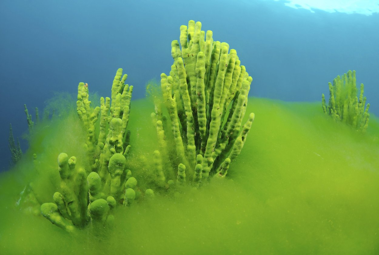 Lubomirskia Baicalensis (Байкальская губка)