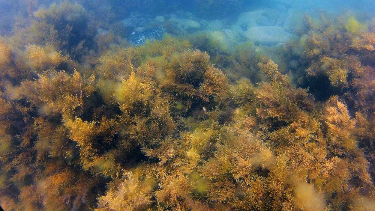 Саргассум водоросль Байкал