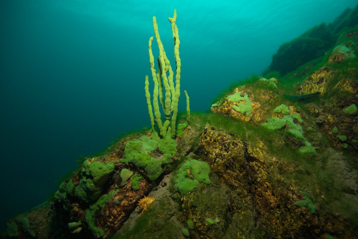 Lubomirskia Baicalensis