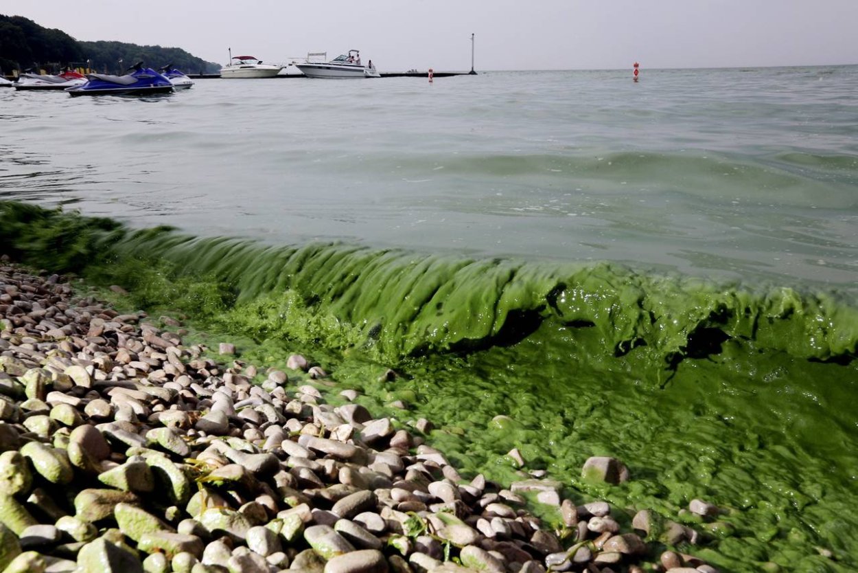 Эвтрофикация моря