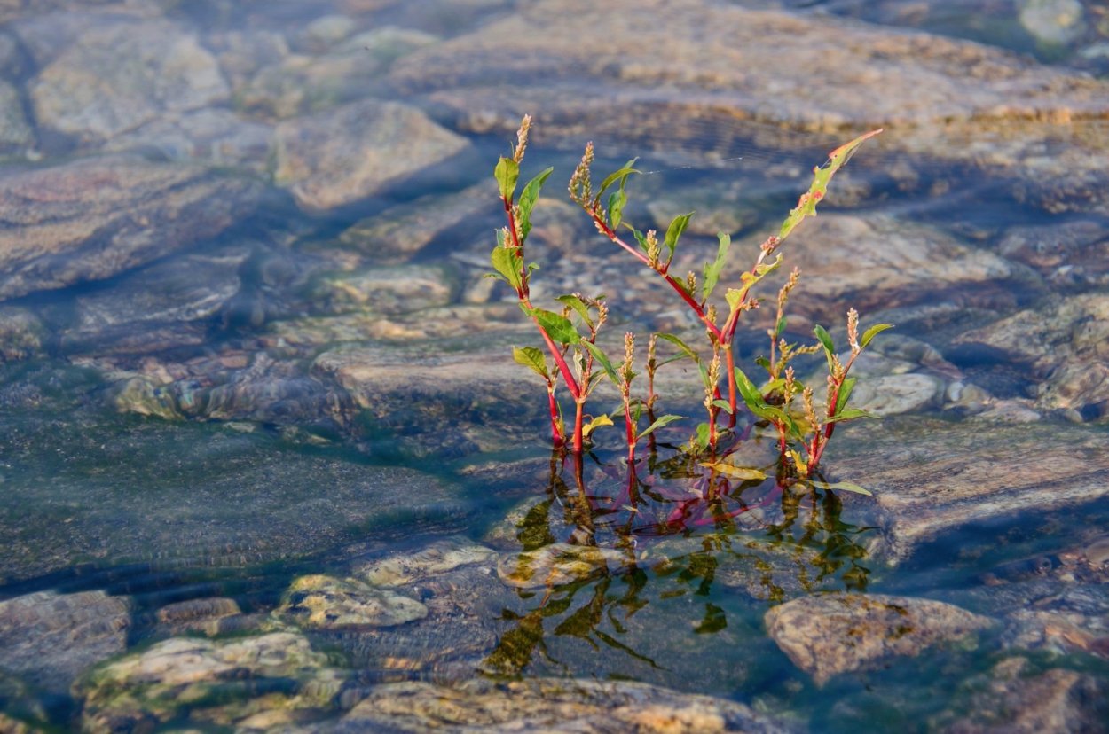 Синезеленые водоросли Байкала