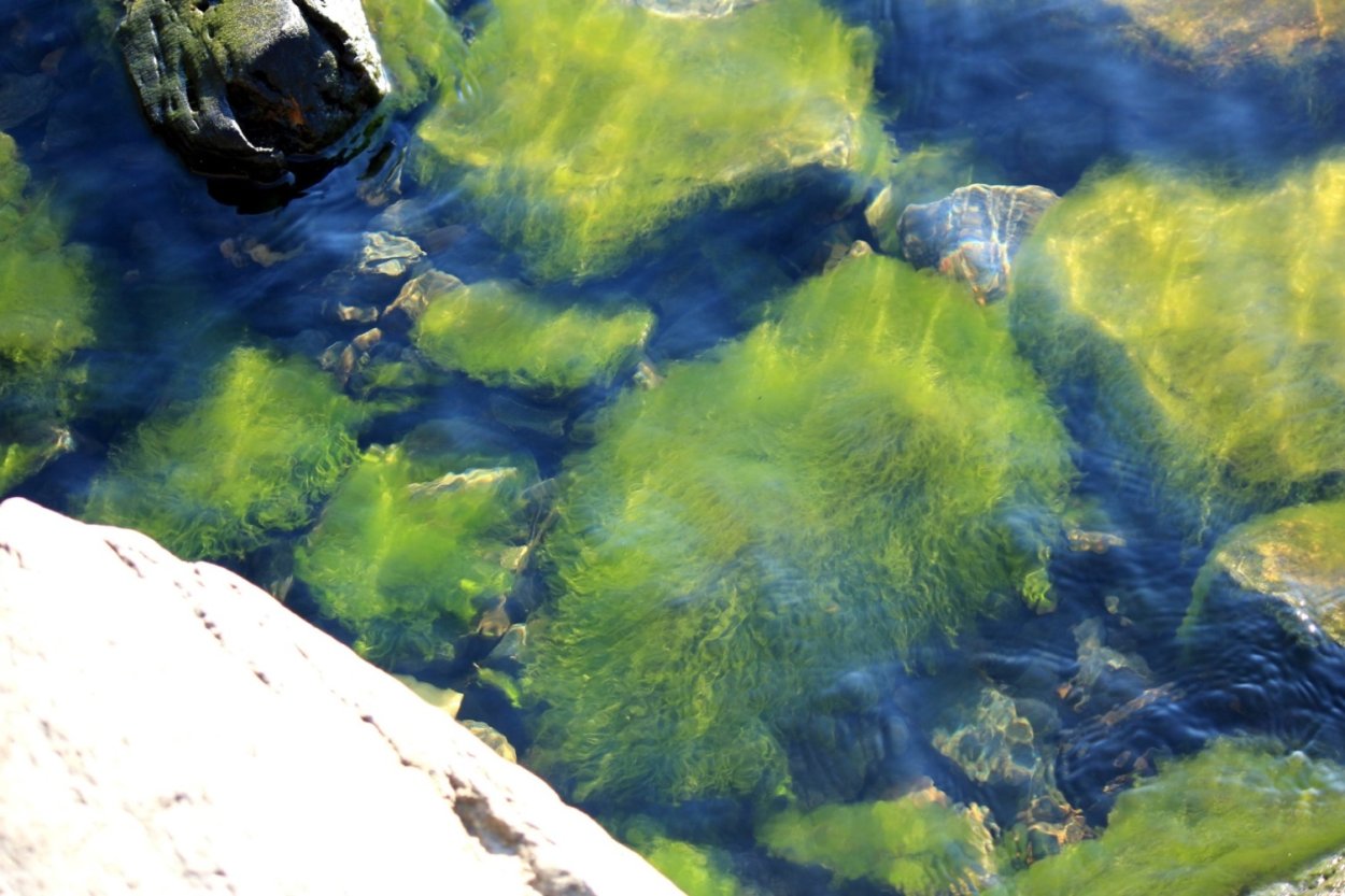 Телецкое озеро прозрачная вода