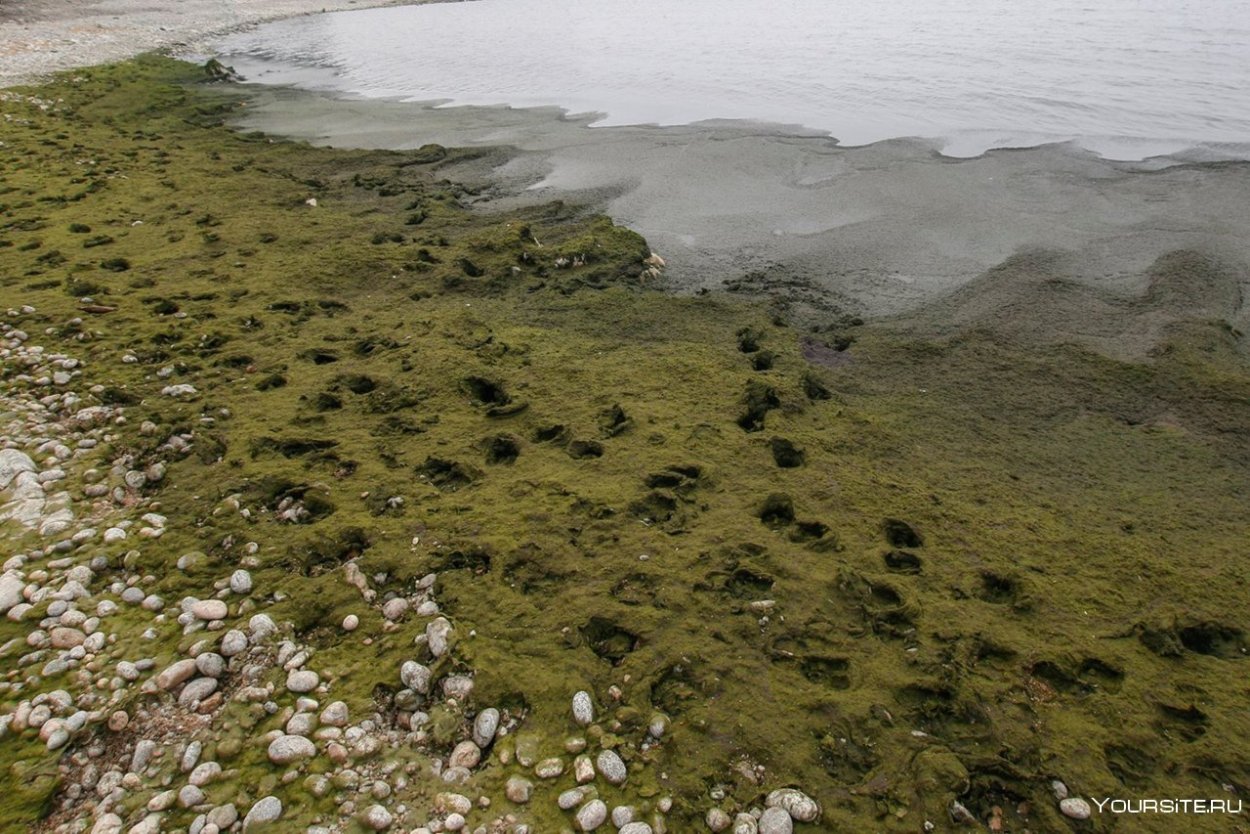 Байкал экологическая катастрофа