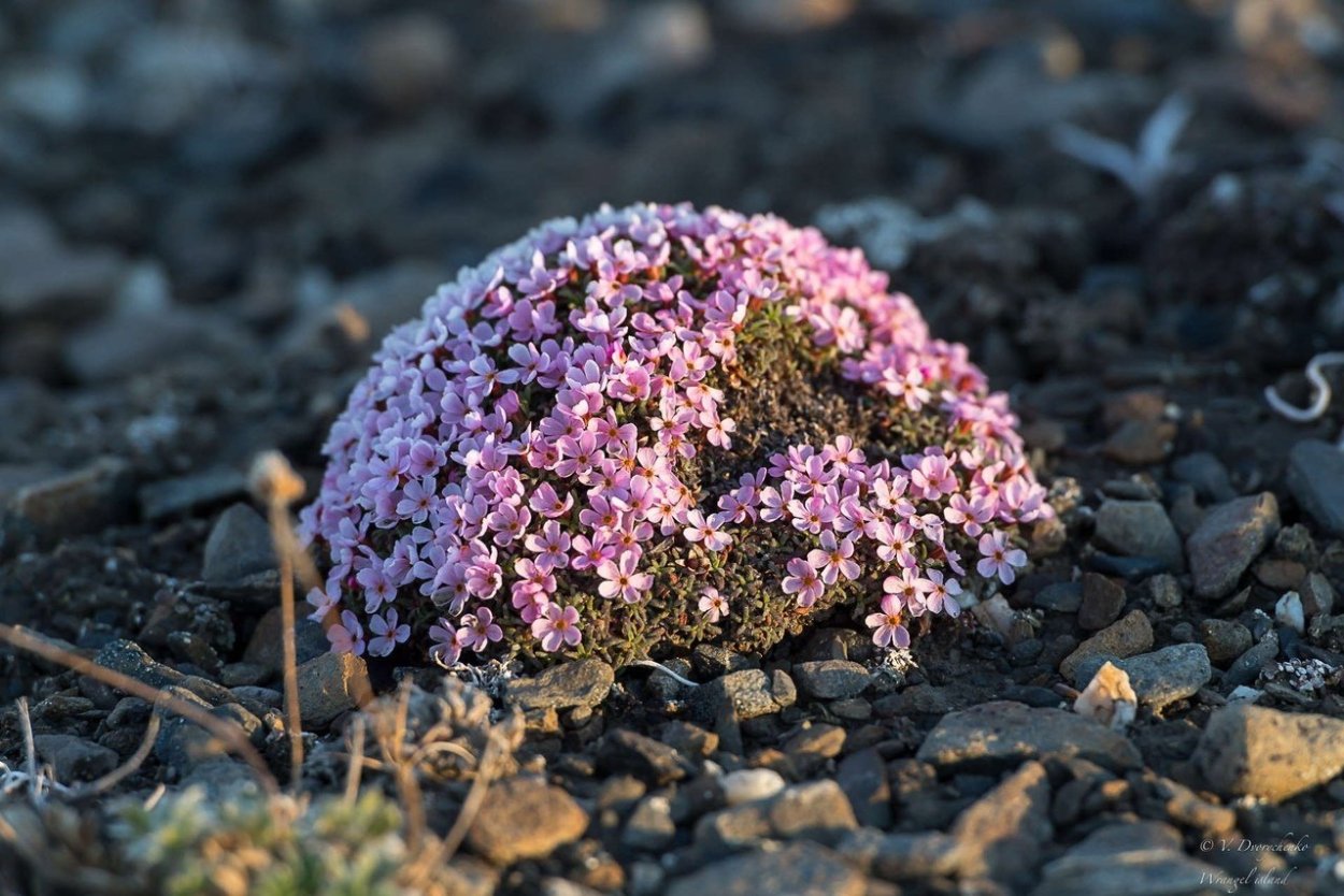 Камнеломка Арктическая