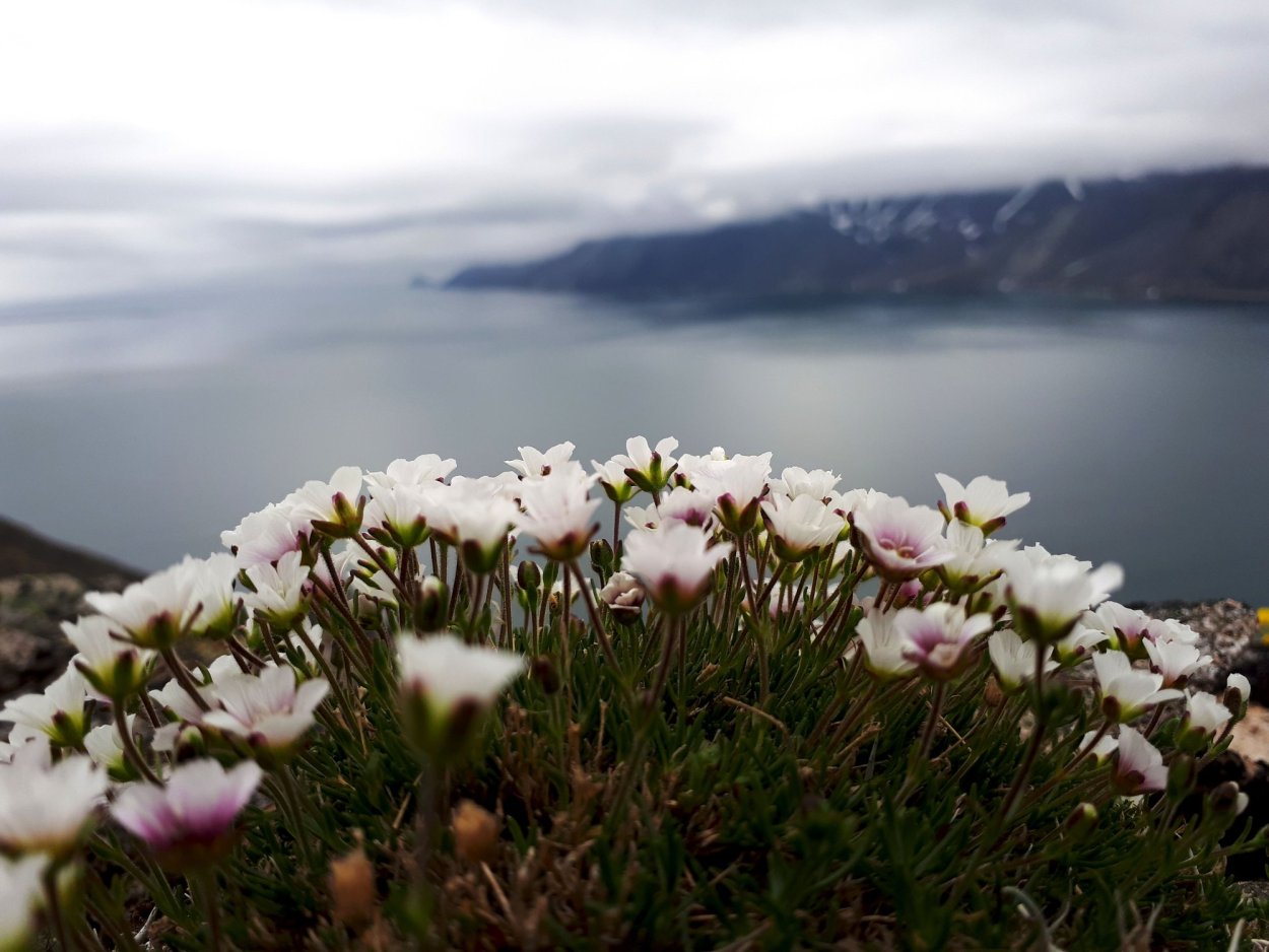 Остров Врангеля растения