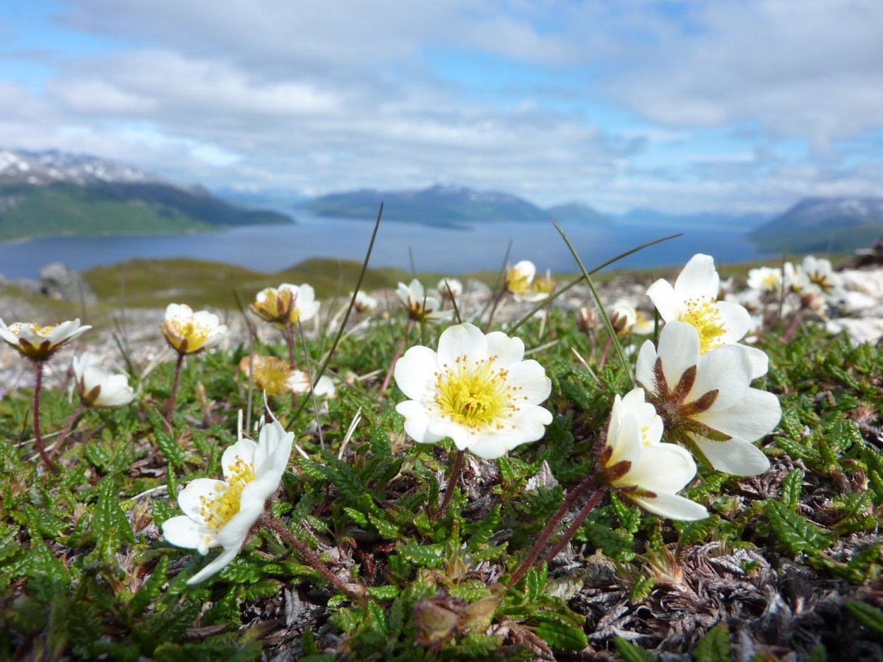 Лютик Арктический