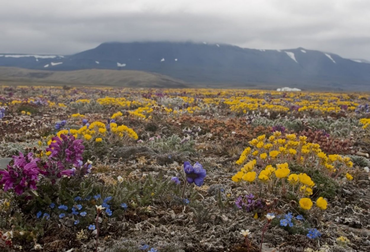 Природный комплекс заповедника остров Врангеля