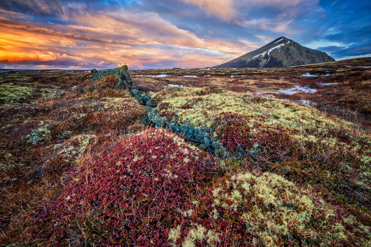 Заповедник остров Врангеля растения