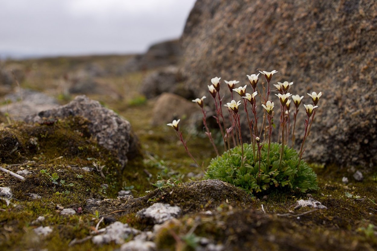 Насекомые острова Врангеля