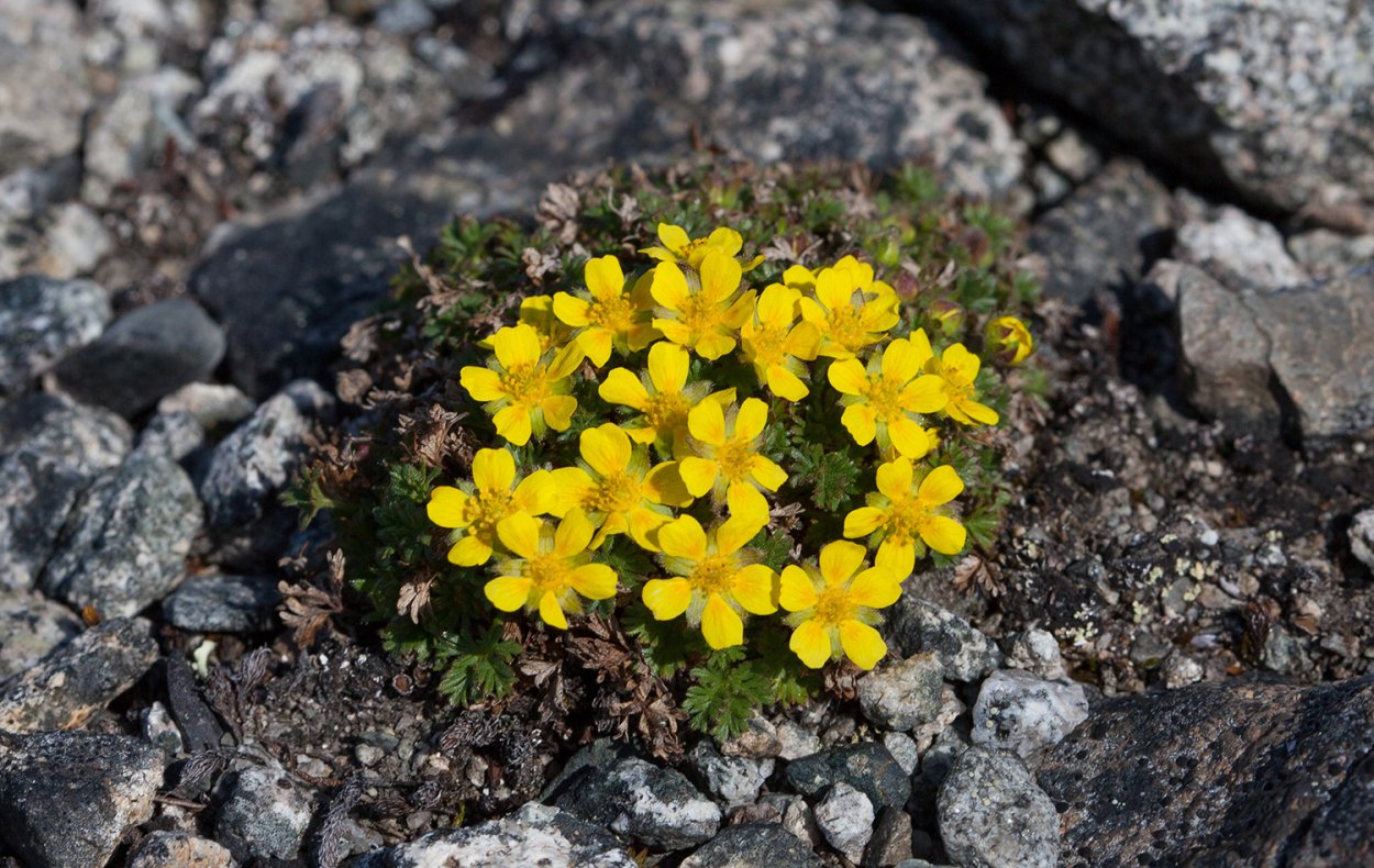 Остров Врангеля