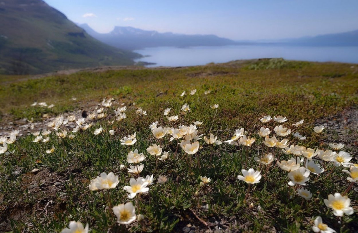 Остров Врангеля Флора