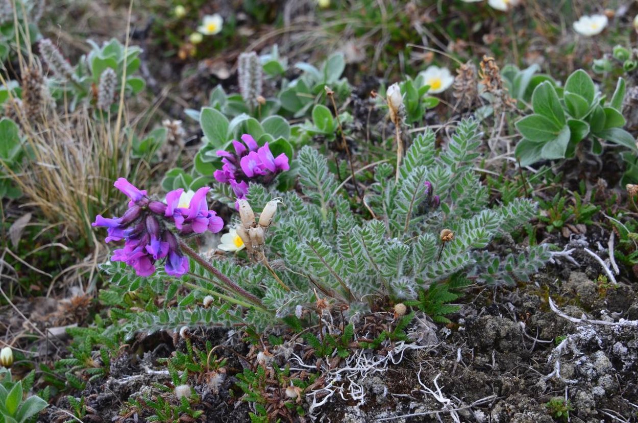Полярный Мак в тундре