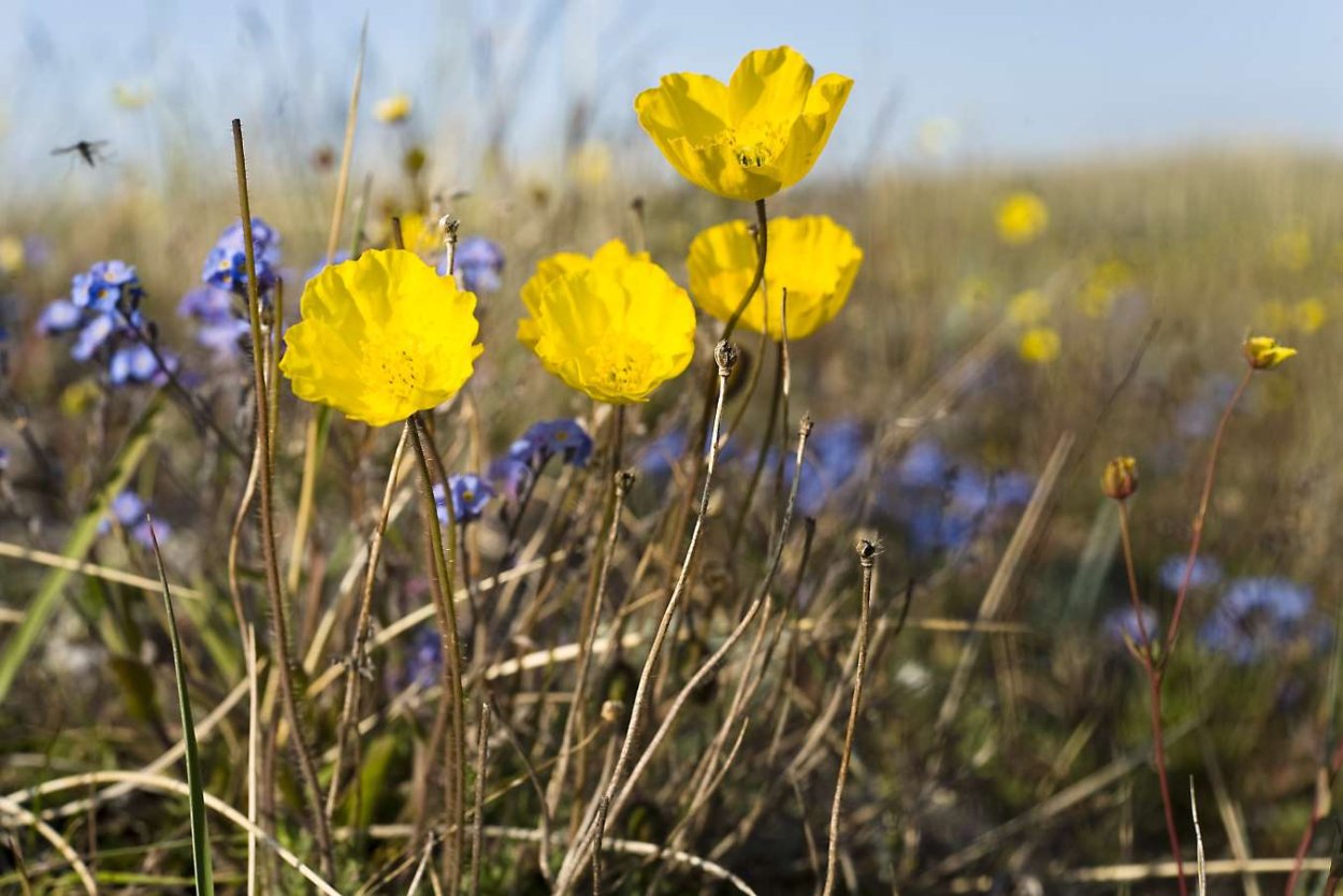 Мак Полярный горный Алтай