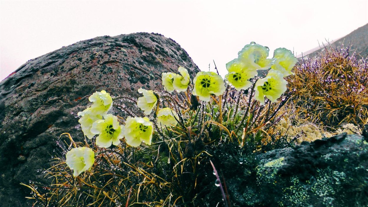 Новосибирские острова заказник