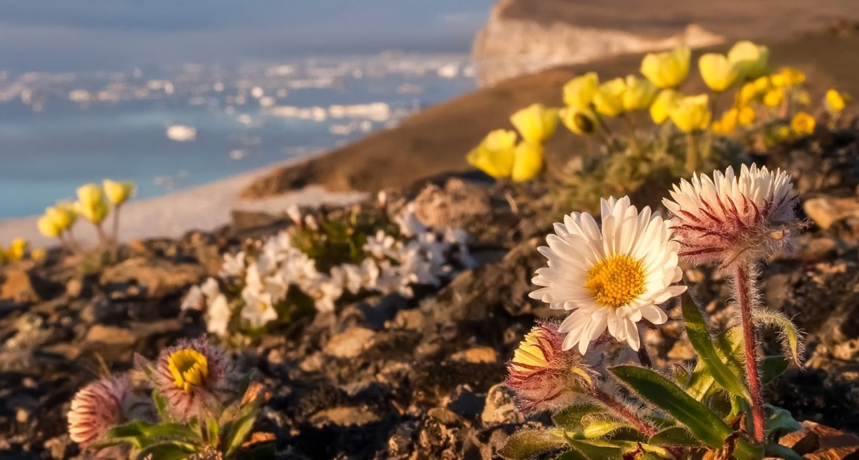 Заповедник остров Врангеля Флора