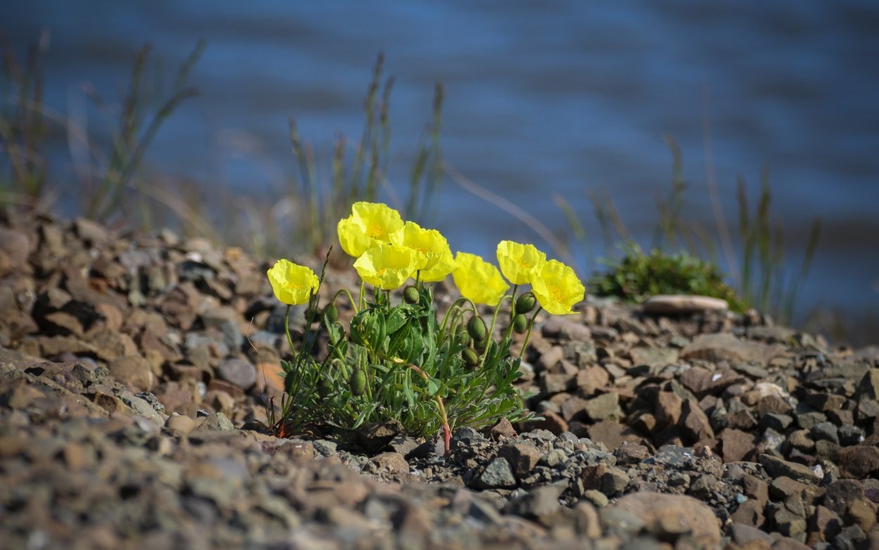 Остров Врангеля растения Лапландский Мак