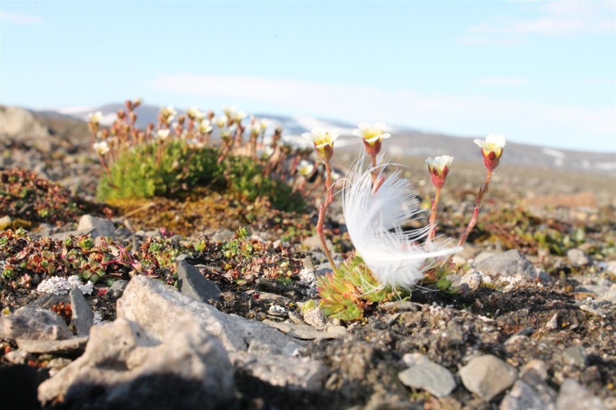 Чукотское Нагорье Флора