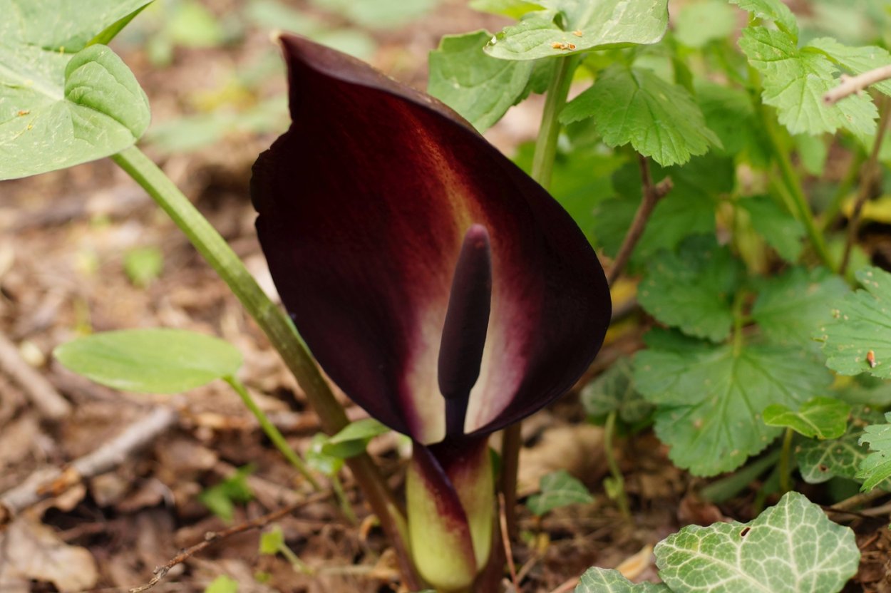 Аронник пятнистый