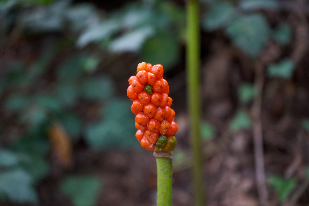 Аронник (Арум)