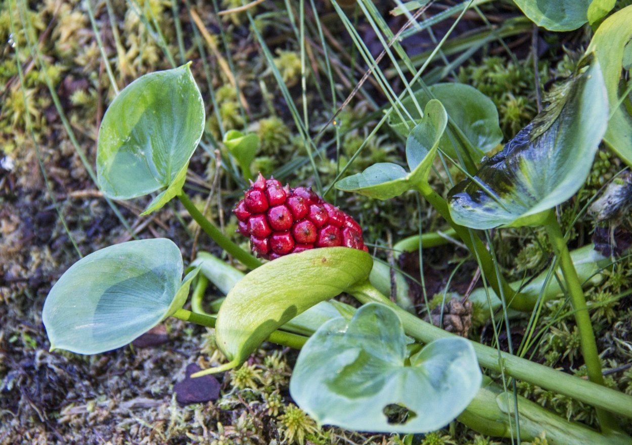 Белокрыльник болотный ягода