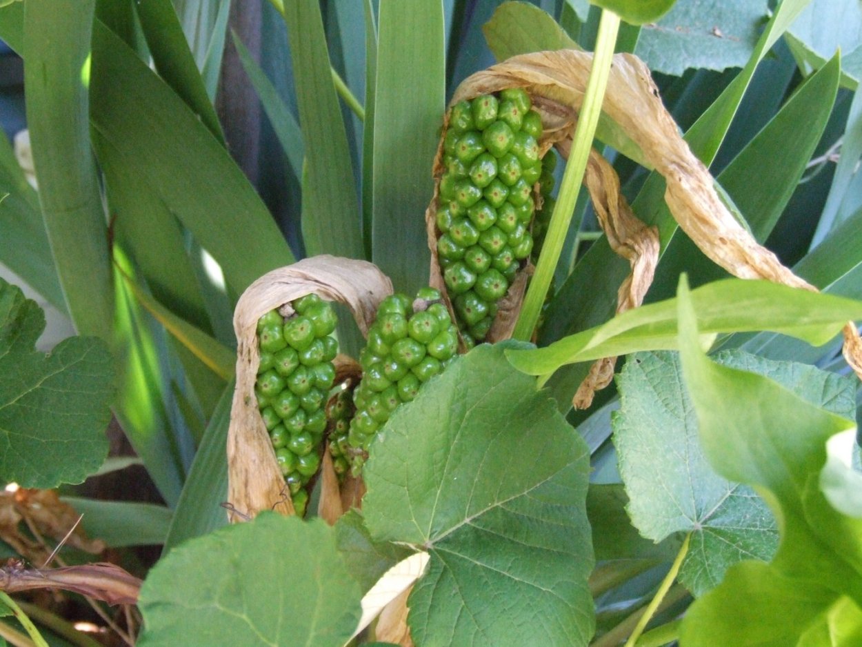 Аронник пятнистый