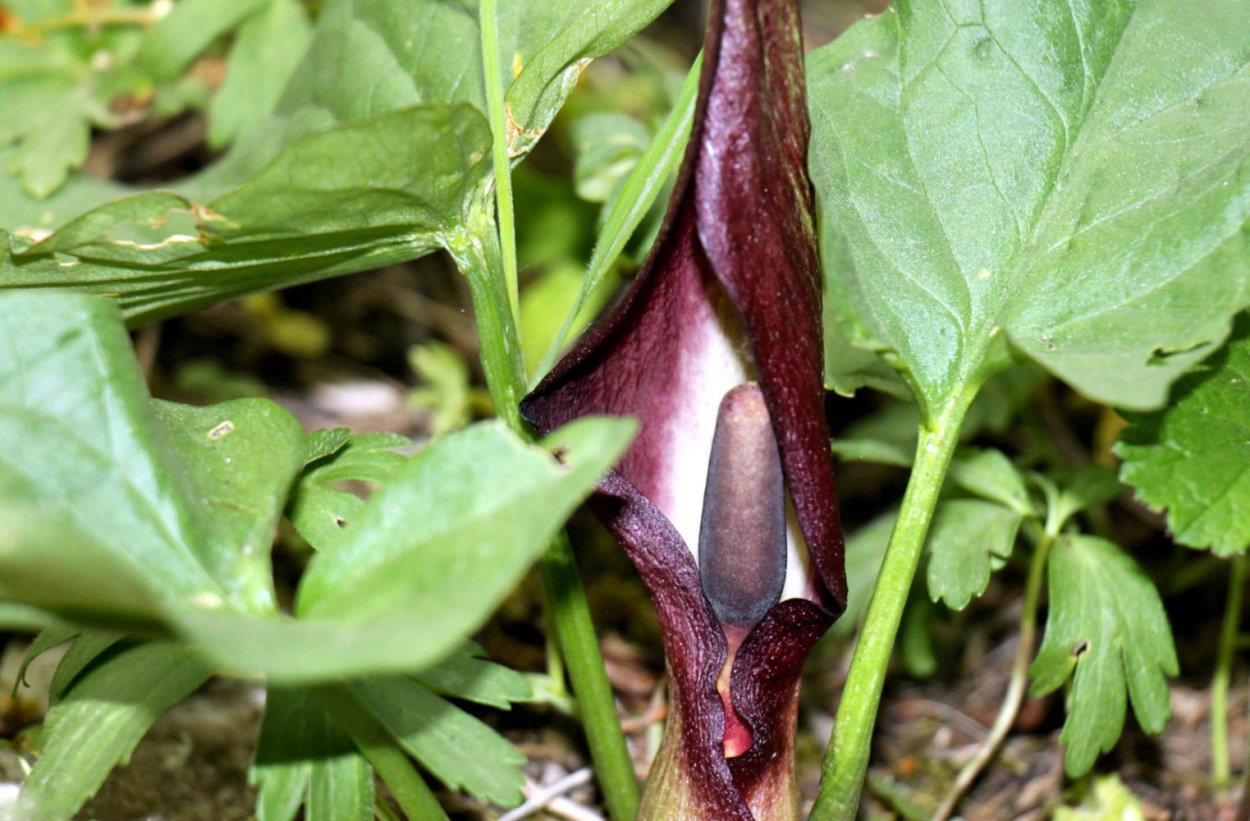 Аронник Критский