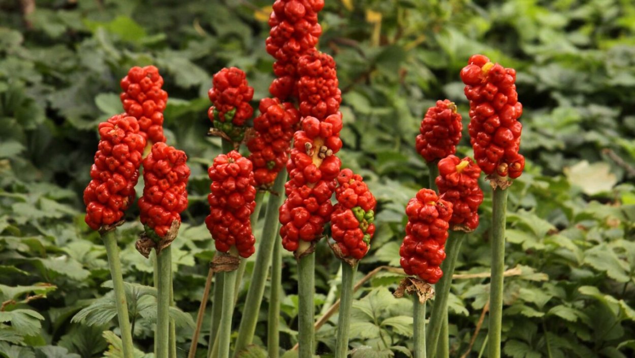 Арум (Аронник) пятнистый