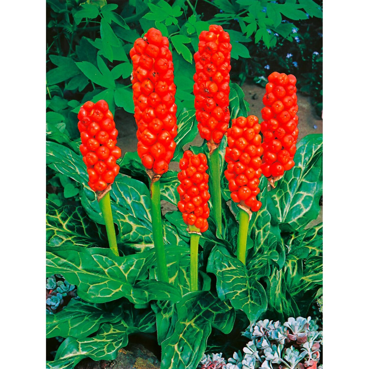 Арум Италикум