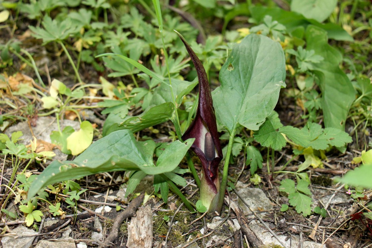 Аронник удлинённый