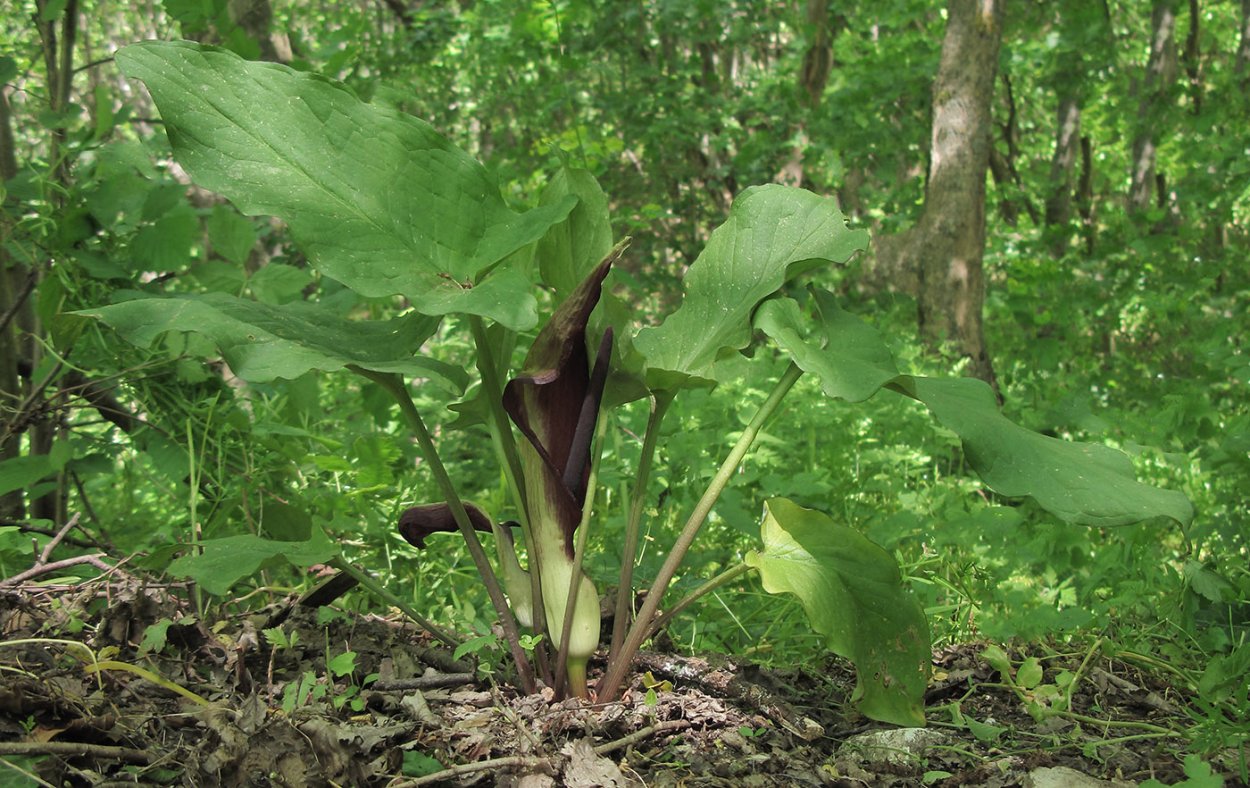Растения в лесах Краснодарского края
