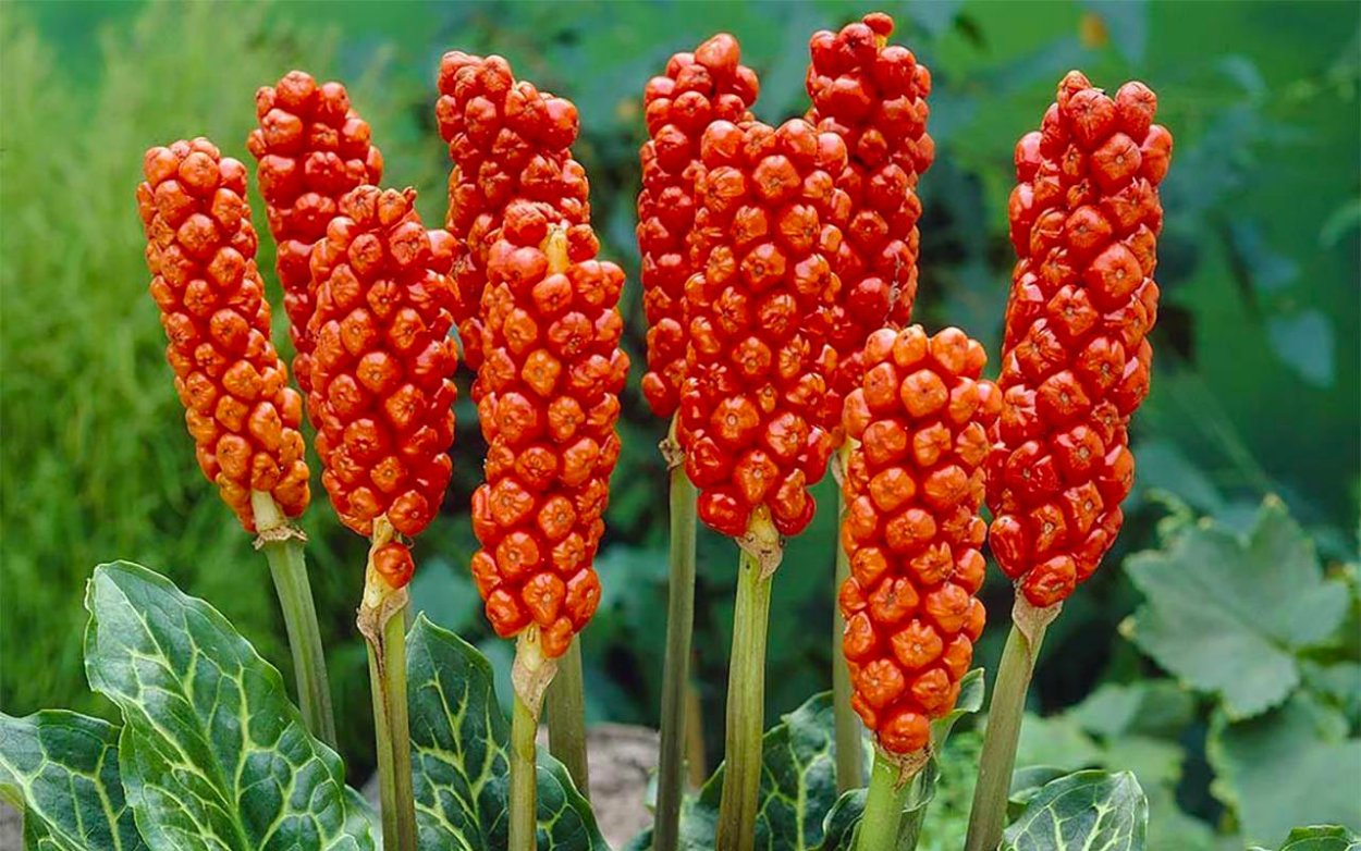 Аронник пятнистый