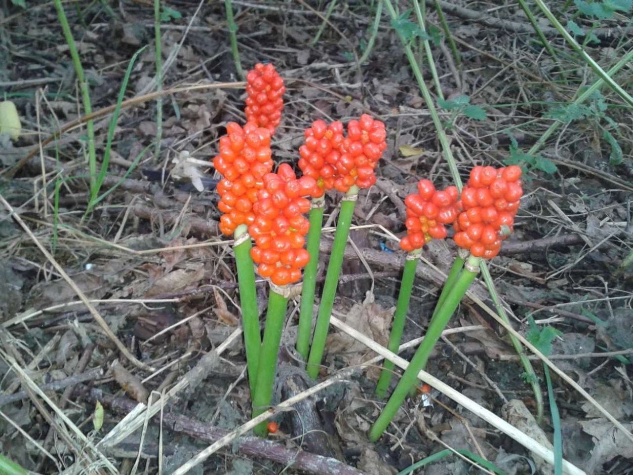 Arum maculatum