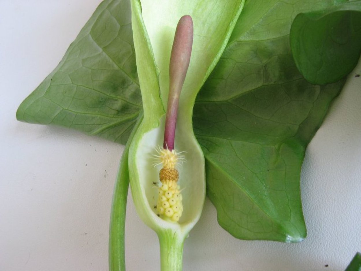 Spadix пере